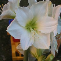 Amaryllis bianco
