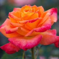 Rosa arancione sfumata rossa