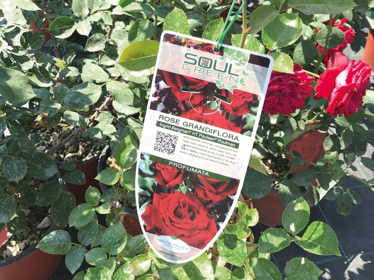 Etichette rose pd plants