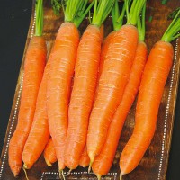 CAROTA