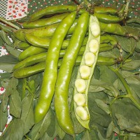 FAVA