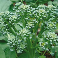 CIMA DI RAPA