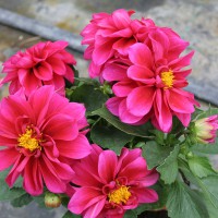 Dalia viola