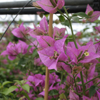 Bunganvillea viola