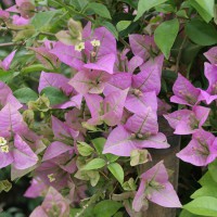 Bunganvillea viola