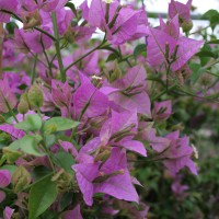 Bunganvillea viola