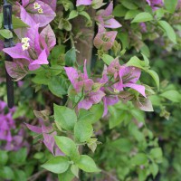 Bunganvillea viola