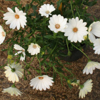 Dimorforteca dalina clarissa bianca