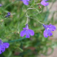 Lobelia blu