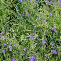 Lobelia blu