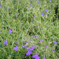 Lobelia blu