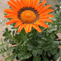 Gazania arancio