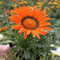 Gazania arancio