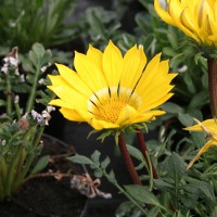 Gazania gialla