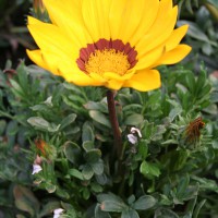 Gazania gialla