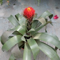 Guzmania