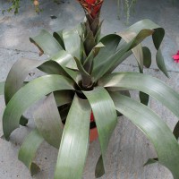 Guzmania