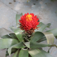 Guzmania