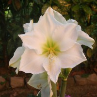 Amaryllis bianco