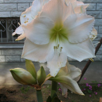 Amaryllis bianco