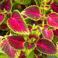 Coleus