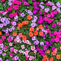 Impatiens