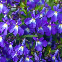 Lobelia blu