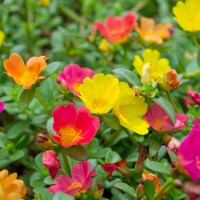 Portulaca