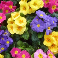 Primula mix