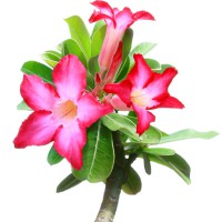 Adenium o Rosa del deserto