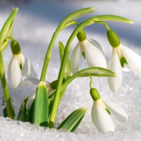 Bucaneve o Galanthus