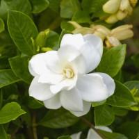 Gardenia