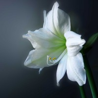 Amaryllis bianco