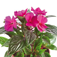 Impatiens o Balsamina