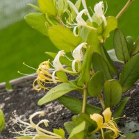 Lonicera o Caprifoglio