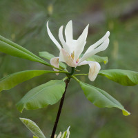 Magnolia tripetala