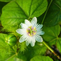 Passiflora foetida