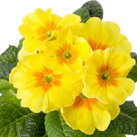 Primula gialla