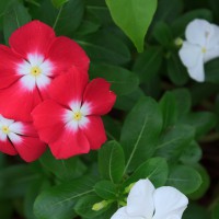 Vinca