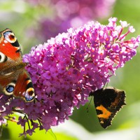 Buddleja