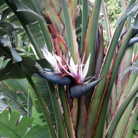 Strelitzia nicolai