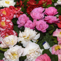 Camelia mix