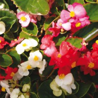 Begonia semperflorens