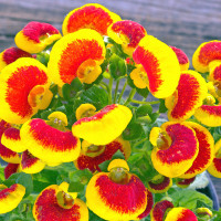 Calceolaria