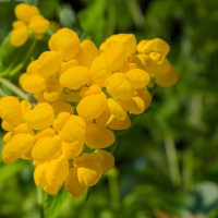 Calceolaria