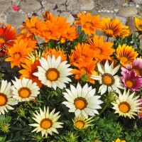 Gazania mix