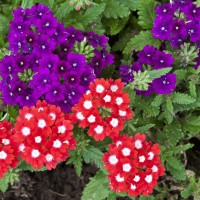 Verbena