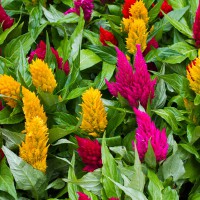 Celosia