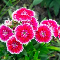 Dianthus