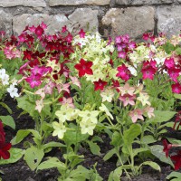 Nicotiana mix